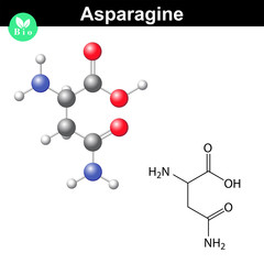 Asparagine proteinogenic amino acid