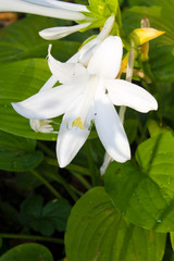 White flowers of hosta