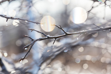 Frozen tree