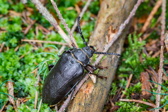 The Tanner or The Sawyer (Prionus coriarius) species of longhorn