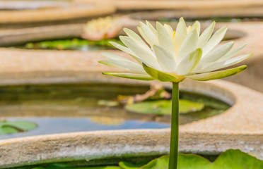 Soft blurred of the colourful lotus flower in lotus park.