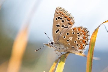 The Adonis blue (Polyommatus bellargus) on a blade of grass