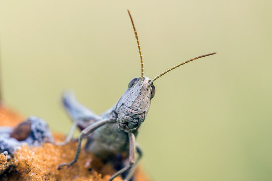Detail of head white grasshopper (Chrysochraon dispar)