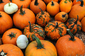 pumpkins with different colorful for decoration