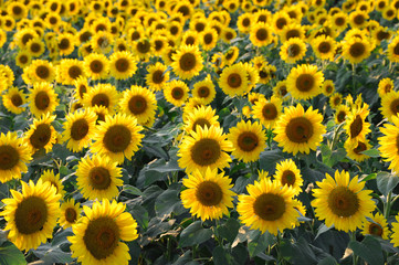sunflower blooming in the field in summer