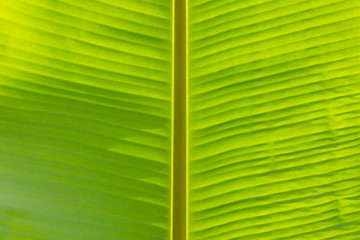 Texture background of backlight fresh green Leaf.