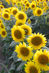 sunflower blooming in the field in summer