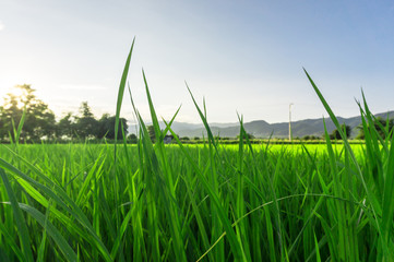 Obraz premium green grass field blue sky