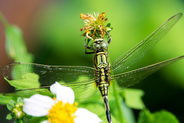 Beautiful nature scene with butterfly Common Darter, Sympetrum s