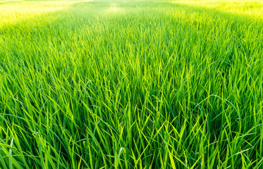 bright sunset on green grass field background