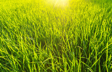 bright sunset on green grass field background