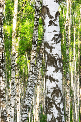 Obraz premium summer in birch forest