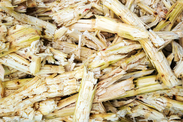 finnes Fresh sugar cane for extracting the juice