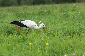 White stork feeding outdoors on clover farm meadow