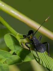 A Nymph insect (Family Coreidae)