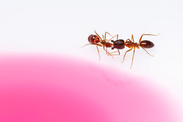 Ants eating syrup, on white background