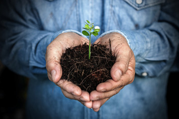 Hands holding plant. Ecology concept