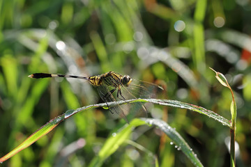 dragonfly outdoor on wet morning
