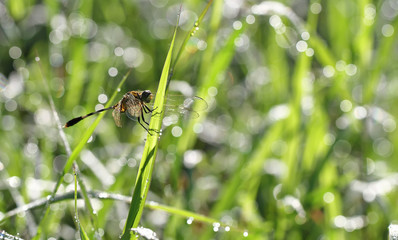 dragonfly outdoor on wet morning