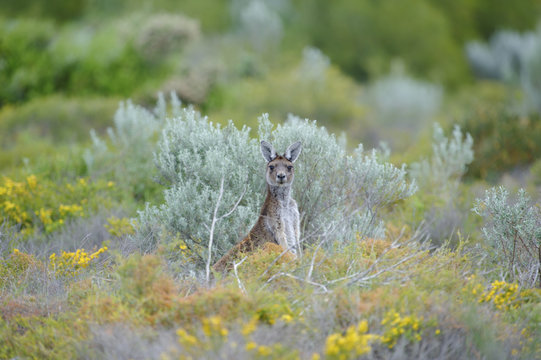 Western Grey Kangaroo