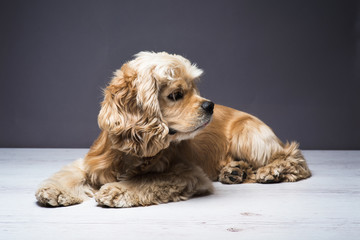 Dog on a white wooden floor. American cocker spaniel lying and looking to side with interest. Young purebred Cocker Spaniel. Dark background.