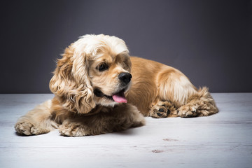 Dog on a white wooden floor. American cocker spaniel lying and looking to side with interest. Young purebred Cocker Spaniel. Dark background.