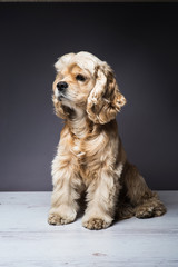 Young purebred Cocker Spaniel on wooden floor