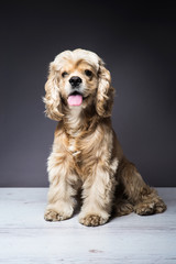 Dog sitting on a white wooden floor. American cocker spaniel sitting and looking at the camera with interest. Young purebred Cocker Spaniel. Dark background.