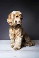 Dog sitting on a white wooden floor. American cocker spaniel sitting and looking to side with...