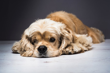 Dog on a white wooden floor. American cocker spaniel lying and looking at the camera. Young...