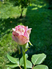 Beautiful pink rose in the garden/Beautiful pink rose in the garden