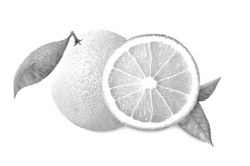 Drawn Sketch painting orange painting on white background. Illustration of fruit orange with leaves Black and white