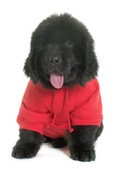 dressed puppy newfoundland dog