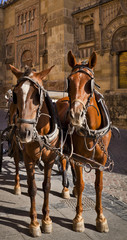 Naklejka na ściany i meble Horses outside la Mezquita, Cordoba, Andalusia, Spain
