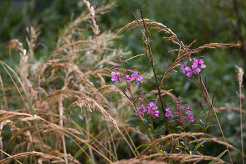Schmalblättriges Weidenröschen