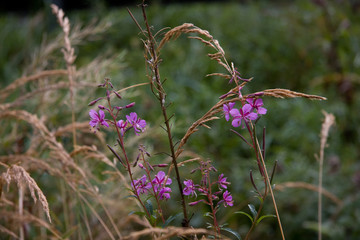 Schmalblättriges Weidenröschen
