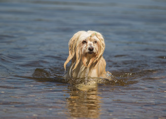 havaneser hund spielt im Wasser