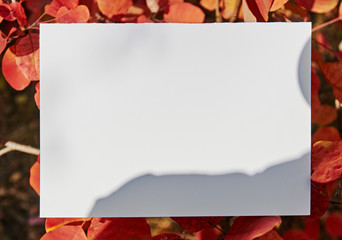 white sheet of paper among autumn leaves