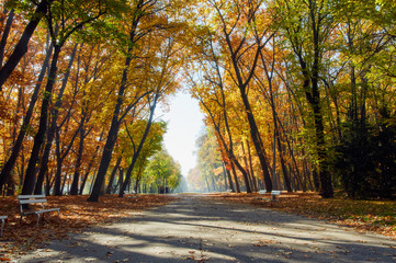 asphalt track of beautiful golden autumn park