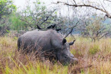 Fototapeta premium African rhinoceros 