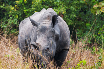 African rhinoceros
