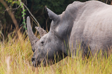 African rhinoceros
