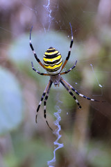 wasp spider - Argiope bruennichi on his web