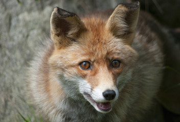 Naklejka na ściany i meble Red Fox (Vulpes Vulpes)
