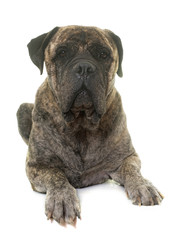 Obraz premium bull mastiff in studio