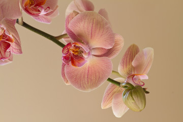 Fototapeta na wymiar Romantic beige branch of orchid on beige background