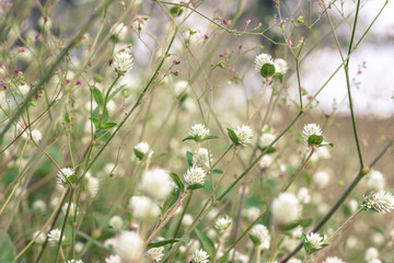 White flower grass