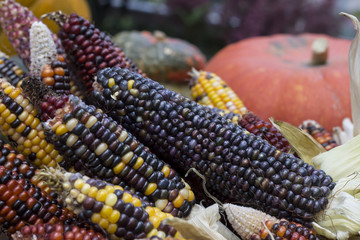 Multi colored  corn on the autumn market