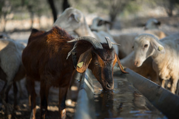 Goat Drinking at Water Trough

