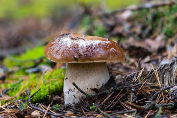 Fototapeta premium white mushroom in forest
